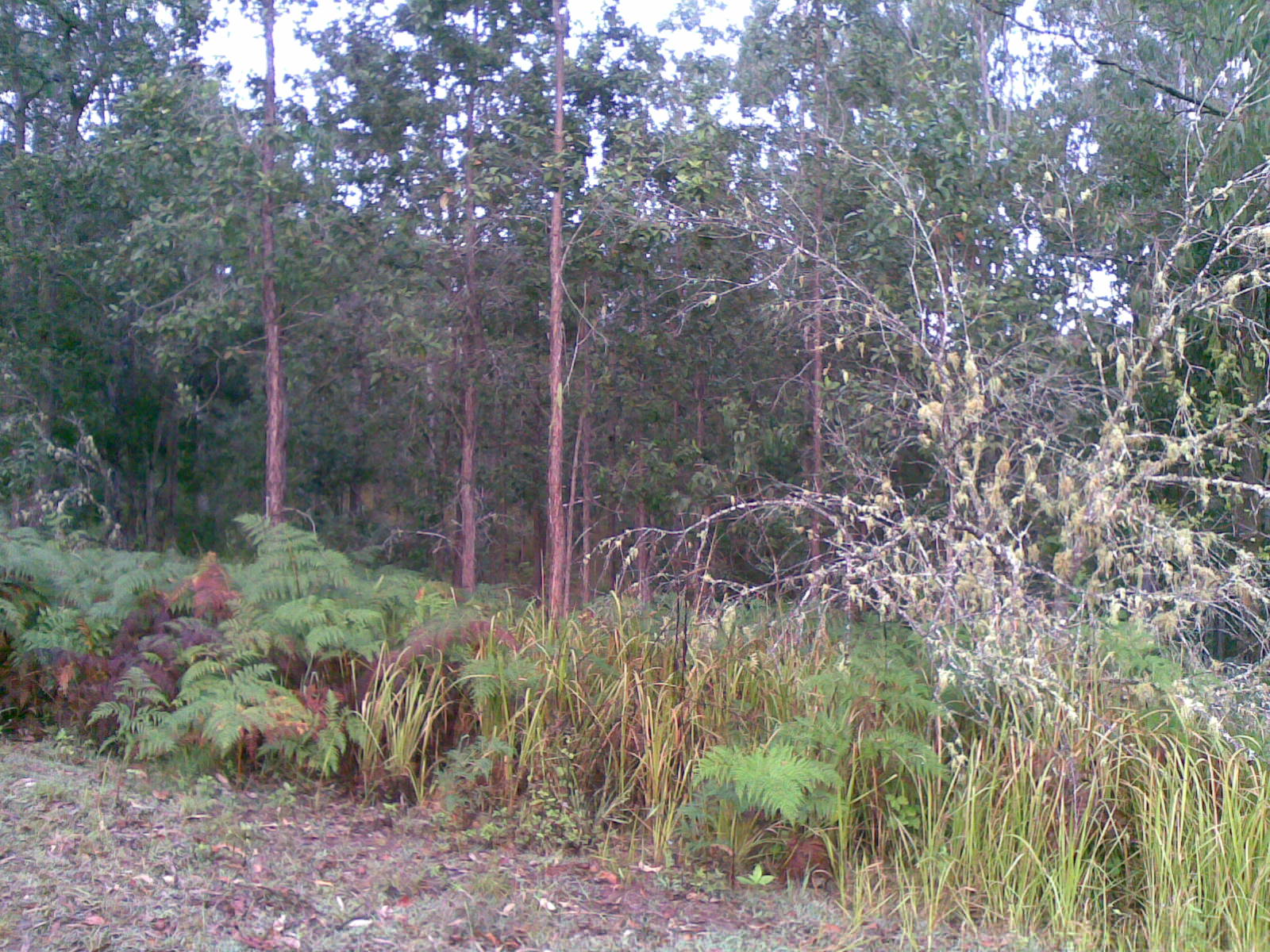 The back half of our property Back of property