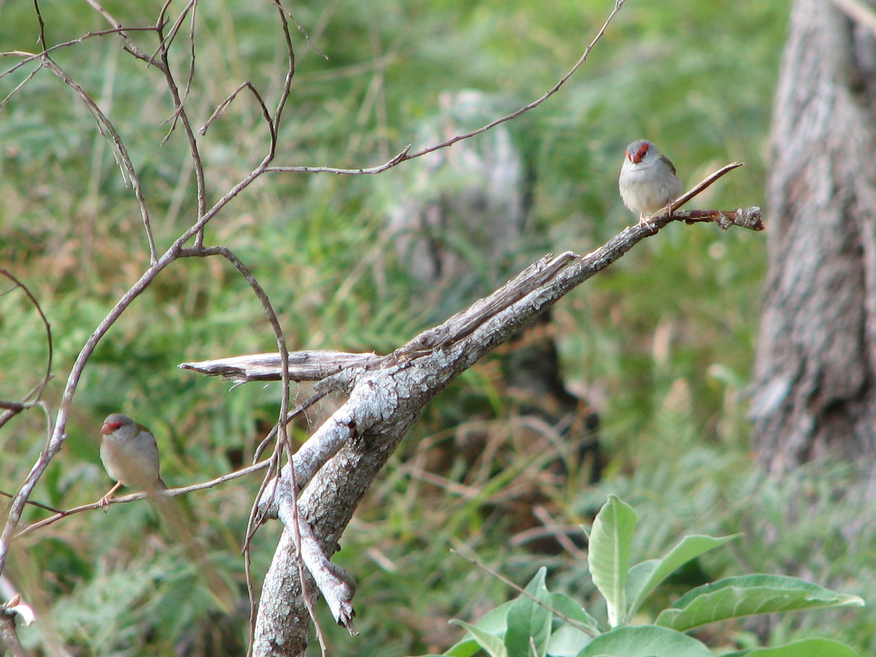 Two female fairy wrens