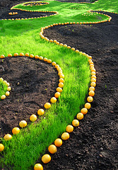 The Grass Path Oranges