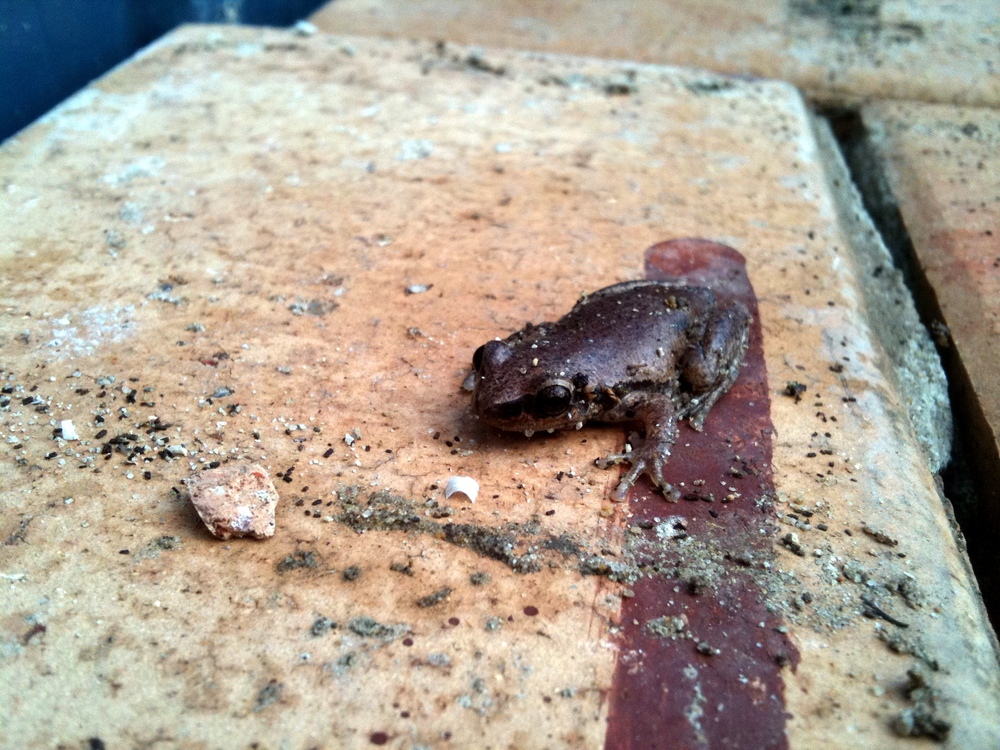Tiny frogs amongst pavers